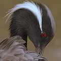 Demoiselle Crane