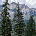 Grand Mesa Forest