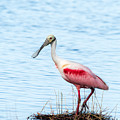 Roseate Spoonbill